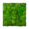 Kugelmoos-Bild aus 100 % natürlichem Moos | Moosbild GREENIN