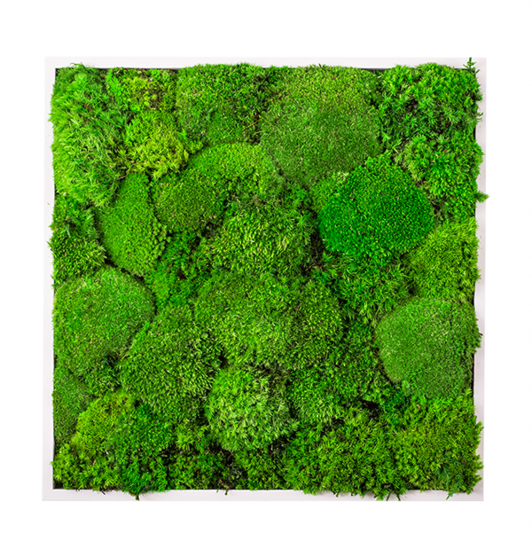Kugelmoos-Bild aus 100 % natürlichem Moos | Moosbild GREENIN