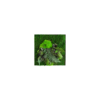 Moosbild GREENIN Leafy_Pflanzenbild_40x40