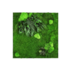 Moosbild GREENIN Leafy_Pflanzenbild_80x80