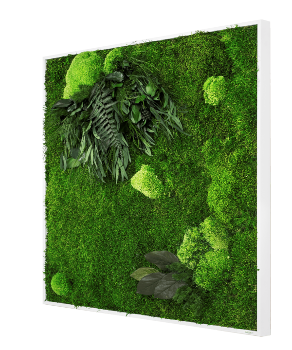 Moosbild GREENIN Leafy_Pflanzenbild_80x80_persp.