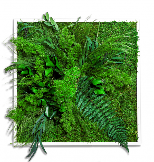 Pflanzenbild GREENIN mit Moos als dekorativer Wandakzent