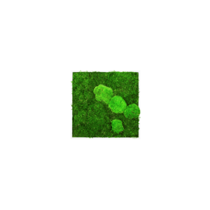 Moosbild mit Kugelmoos-40x40-GREENIN