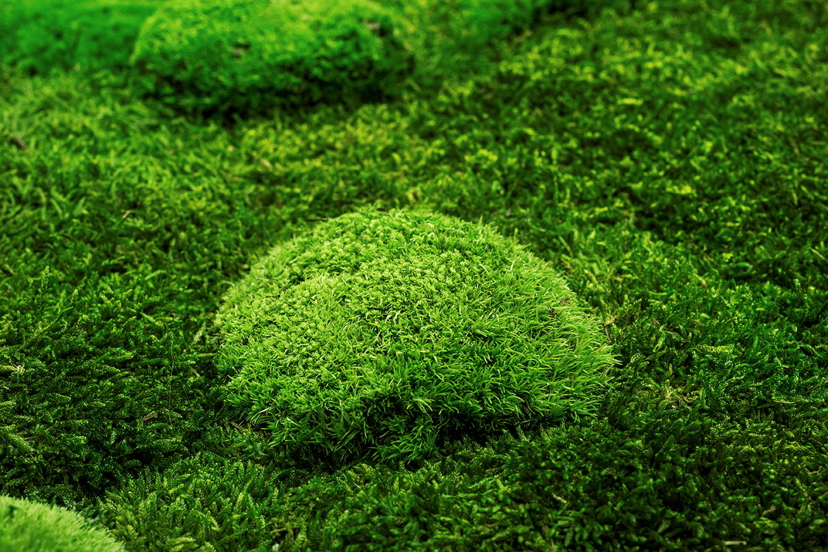 Moosbild GREENIN Wood_Moosbild mit Kugelmoos_Detail