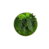 Moosbild GREENIN Leafy_Wandbild mit Pflanzen_o40