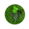 Moosbild GREENIN Leafy_Wandbild mit Pflanzen_o60