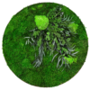 Moosbild GREENIN Leafy_Wandbild mit Pflanzen_o80