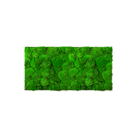 moosbild-greenin-kugelmoos-40x80