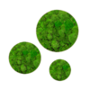 Kugelmoos-Moosbilder-Set-GREENIN