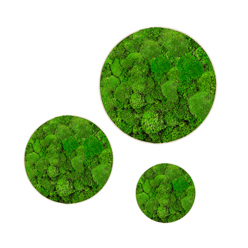 Kugelmoos-Moosbilder-Set-GREENIN