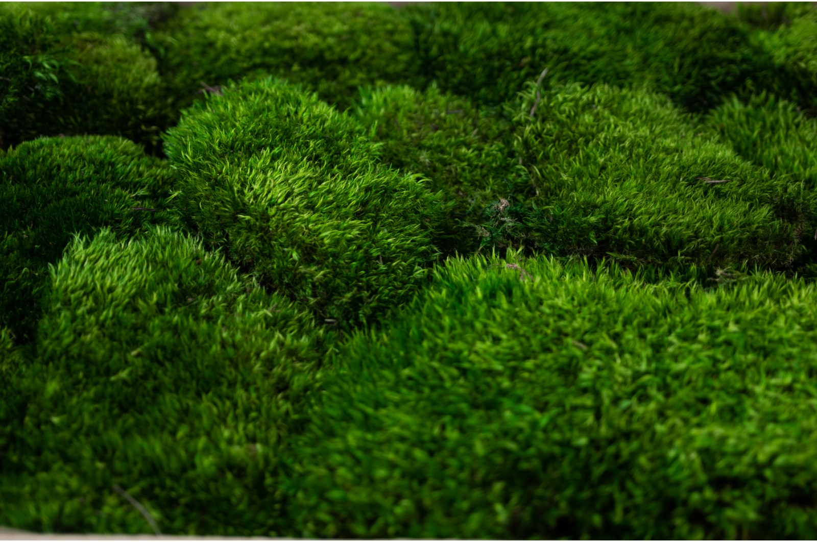 Stabilisiertes GREENIN Moos zum Selbstkleben-gestalten-diy