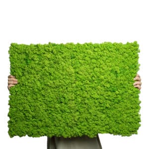 Moospaneele-Islandmoos-GREENIN