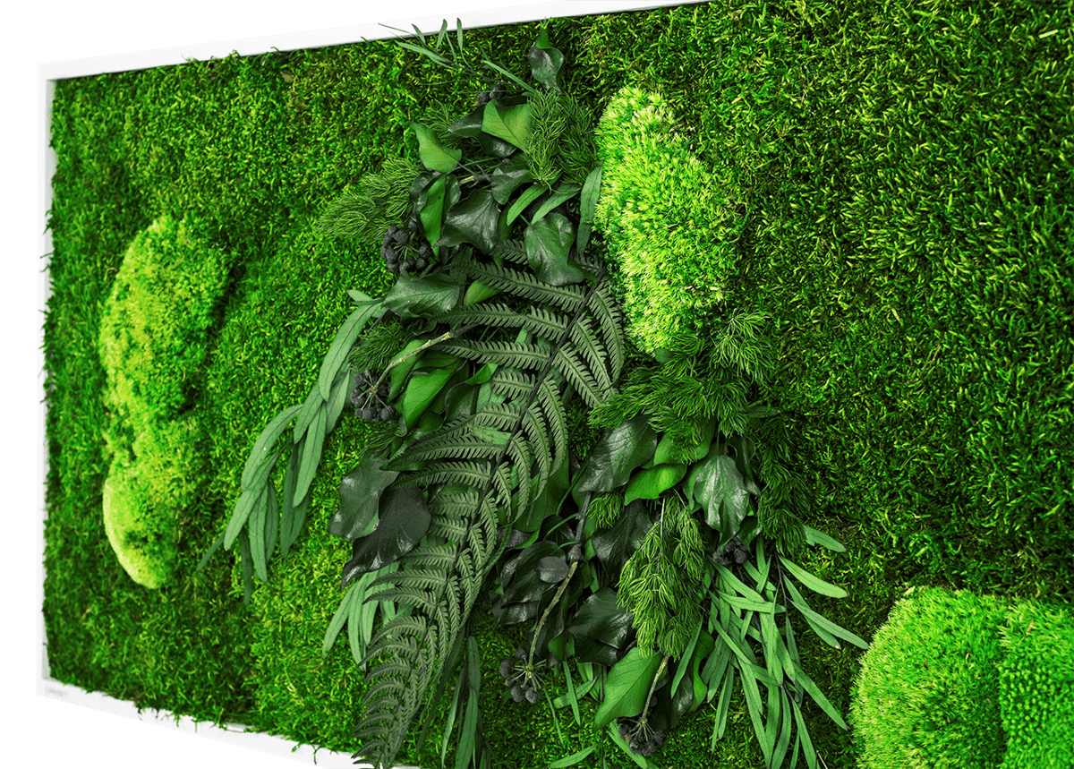 Pflanzenbilder fr die Wand  echtes Moos & Pflanzen | GREENIN