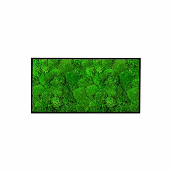 Moosbild HILL Kugelmoos 40×80 cm mit Holzrahmen Schwarz – GREENIN