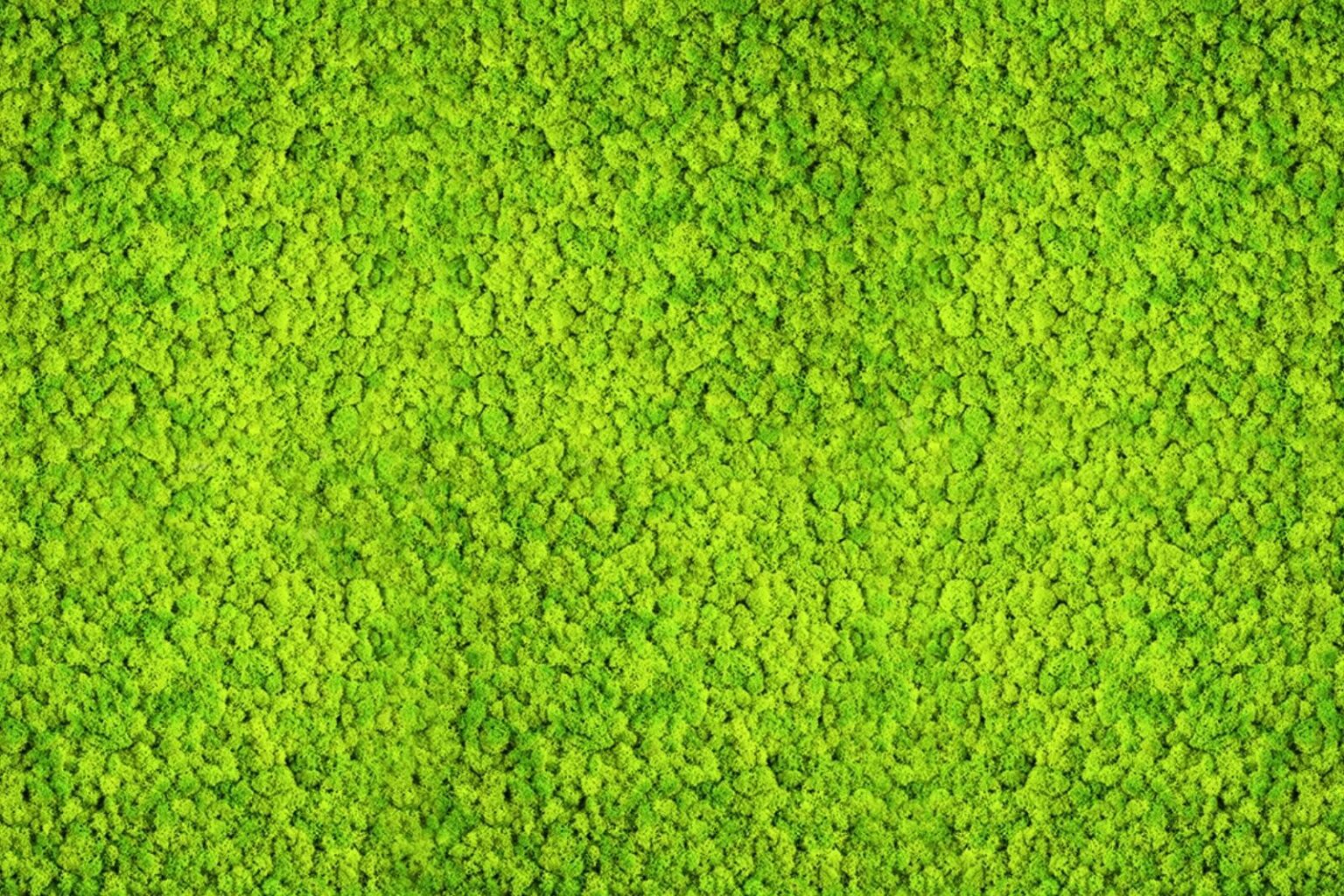 Moosbilder aus echtem Moos - Moosbilder & Mooswände Österreich - GREENIN