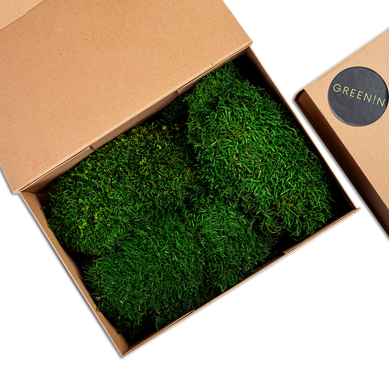 Konserviertes Flachmoos und Waldmoos 1 kg für Moosbilder und Mooswände – GREENIN